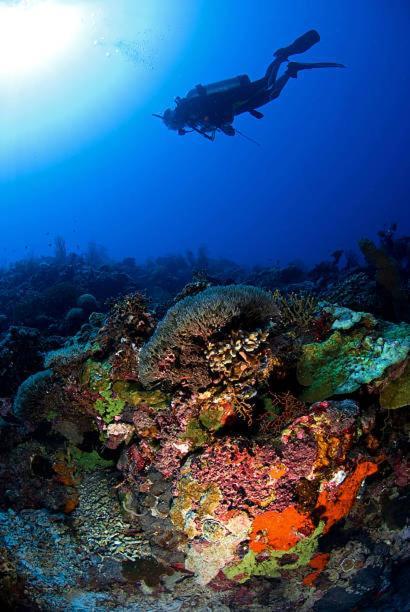 Отель Batu Ampar Menjangan Баньюведанг Экстерьер фото